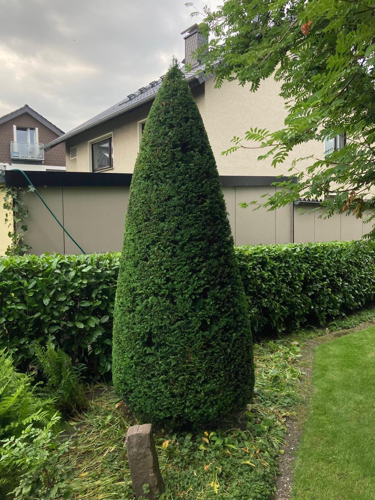 Professioneller Obstbaumschnitt – Apfelbaum mit klarer Kronenstruktur