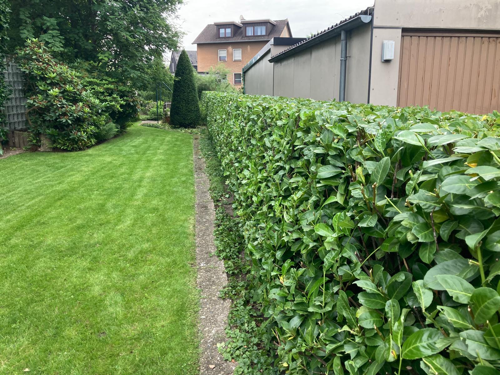 Obstgarten Pflege